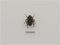 藏品(台灣角金龜)的圖片